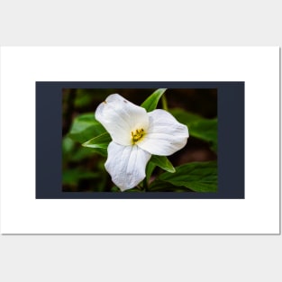 White Trillium 2 Posters and Art